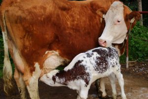 Kuh mit Kalb auf Lungauer Bauernhof, Symbol für regionale Landwirtschaft und Tierwohl