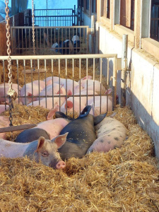 Schweine liegen auf Stroh im offenen Stall eines Bauernhofs im Lungau
